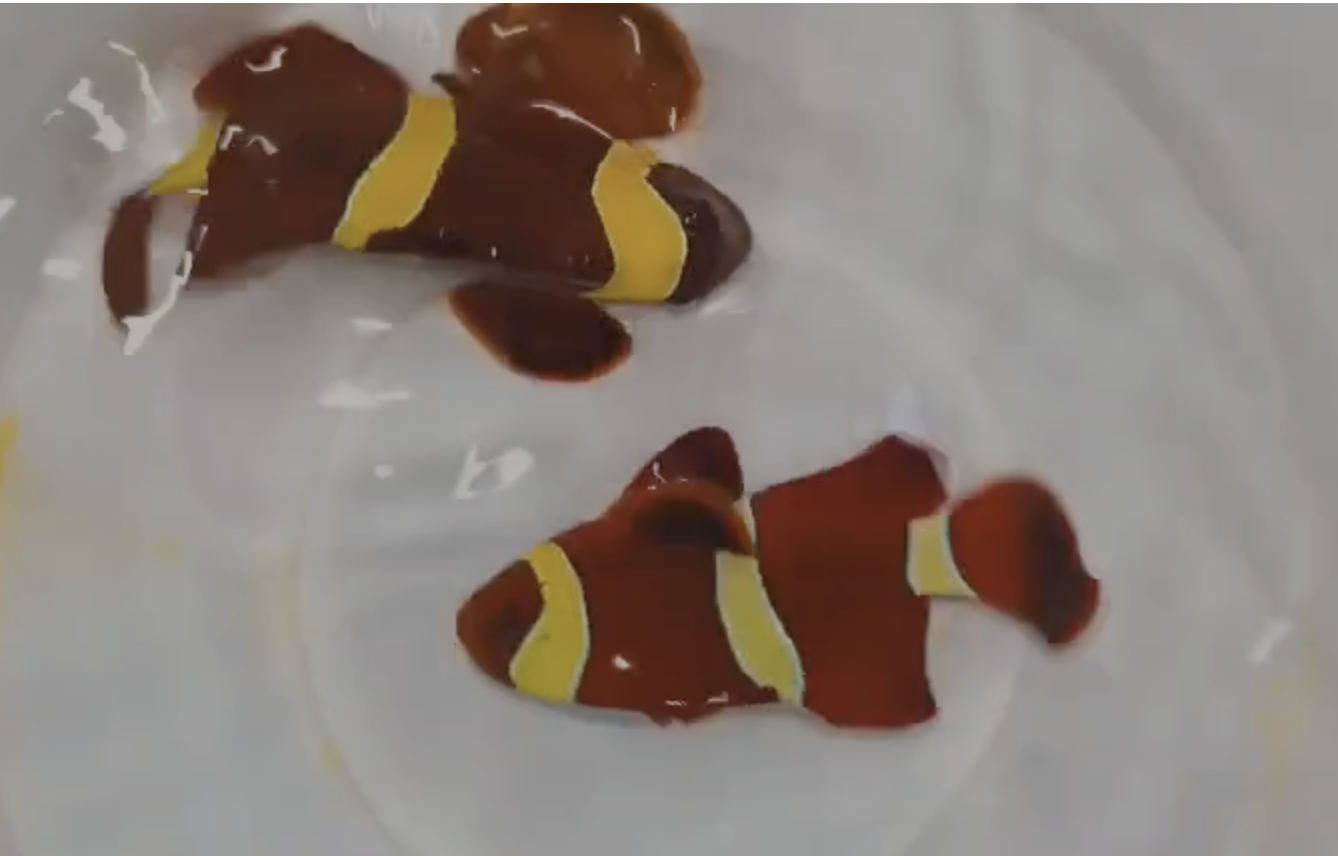 Gold Stripe Maroon Clownfish — The Fisherman Bangalore