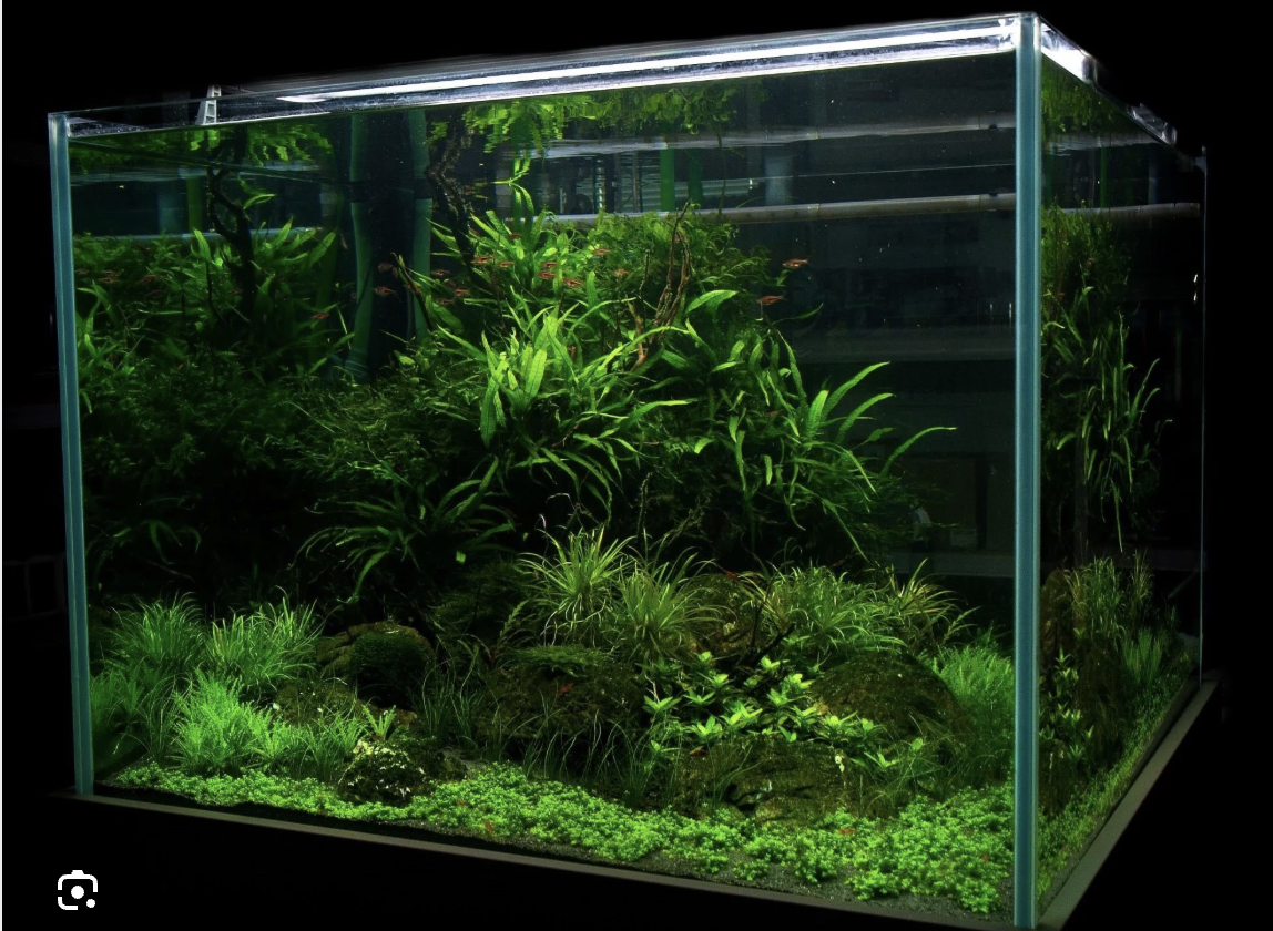 Low-Tech Planted Aquarium