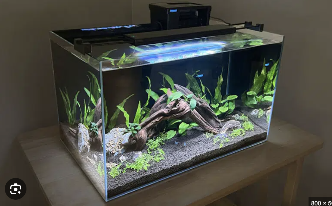 Low-Tech Planted Aquarium example 2
