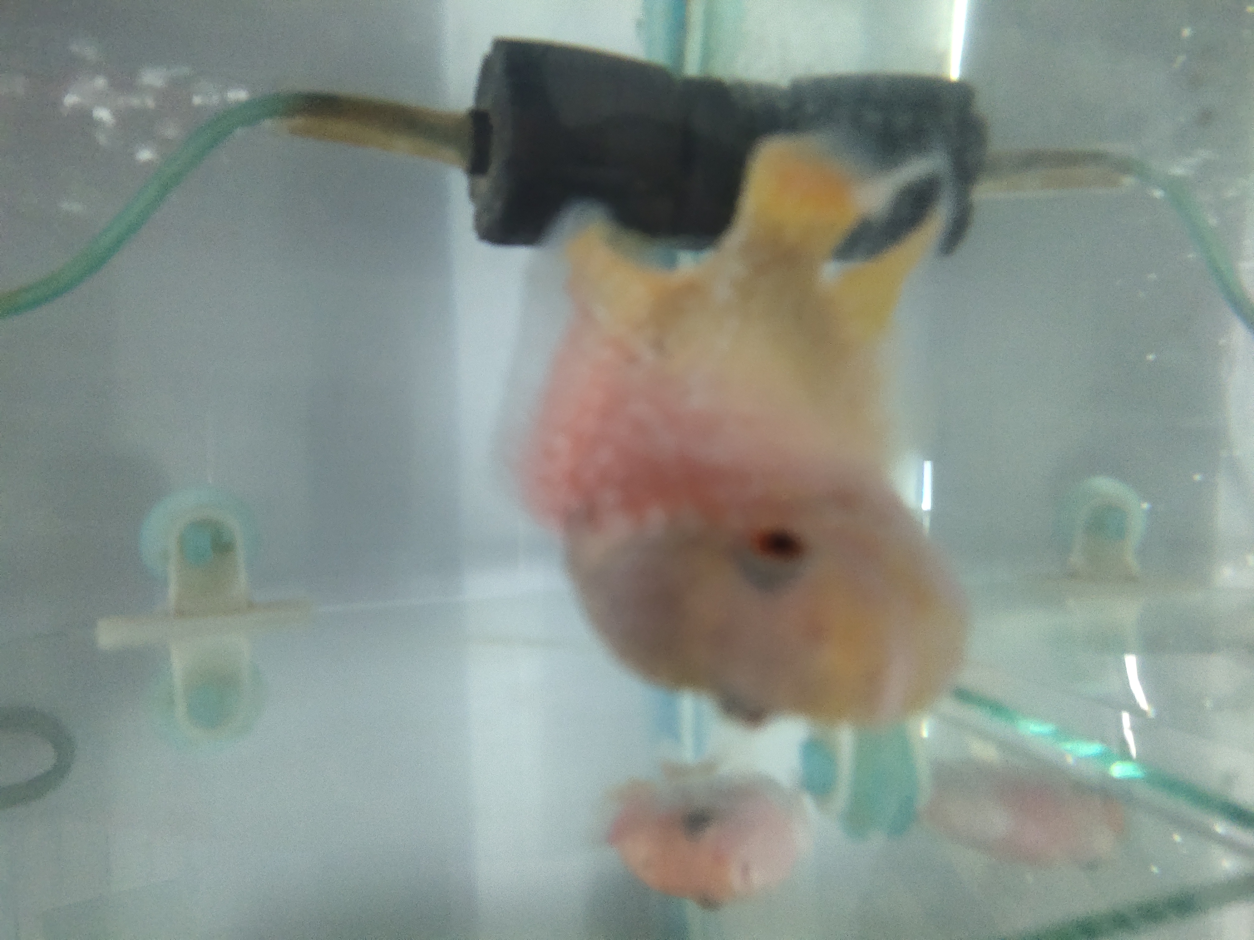 Flower horn photo 3