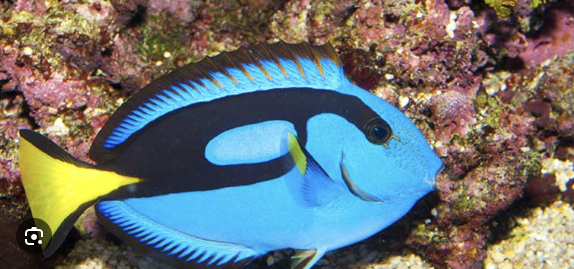 blue Tang
