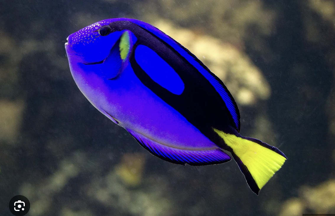blue Tang photo 2