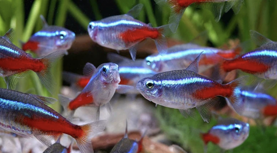 Neon tetra