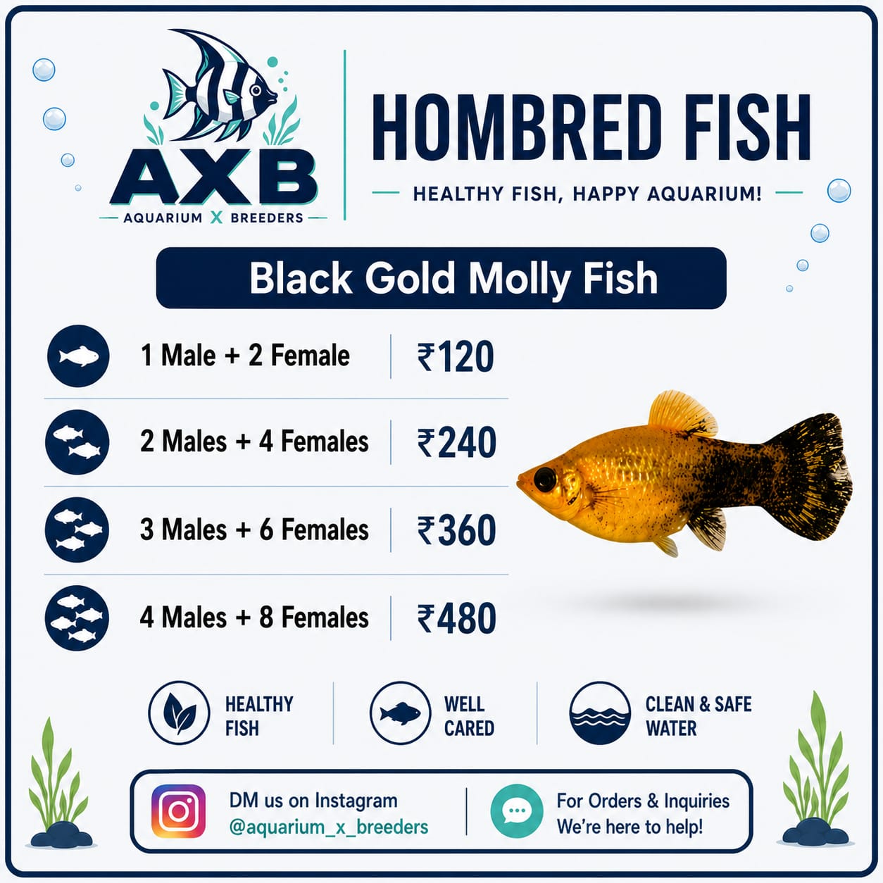 Buy Molly fish Online in Bangalore