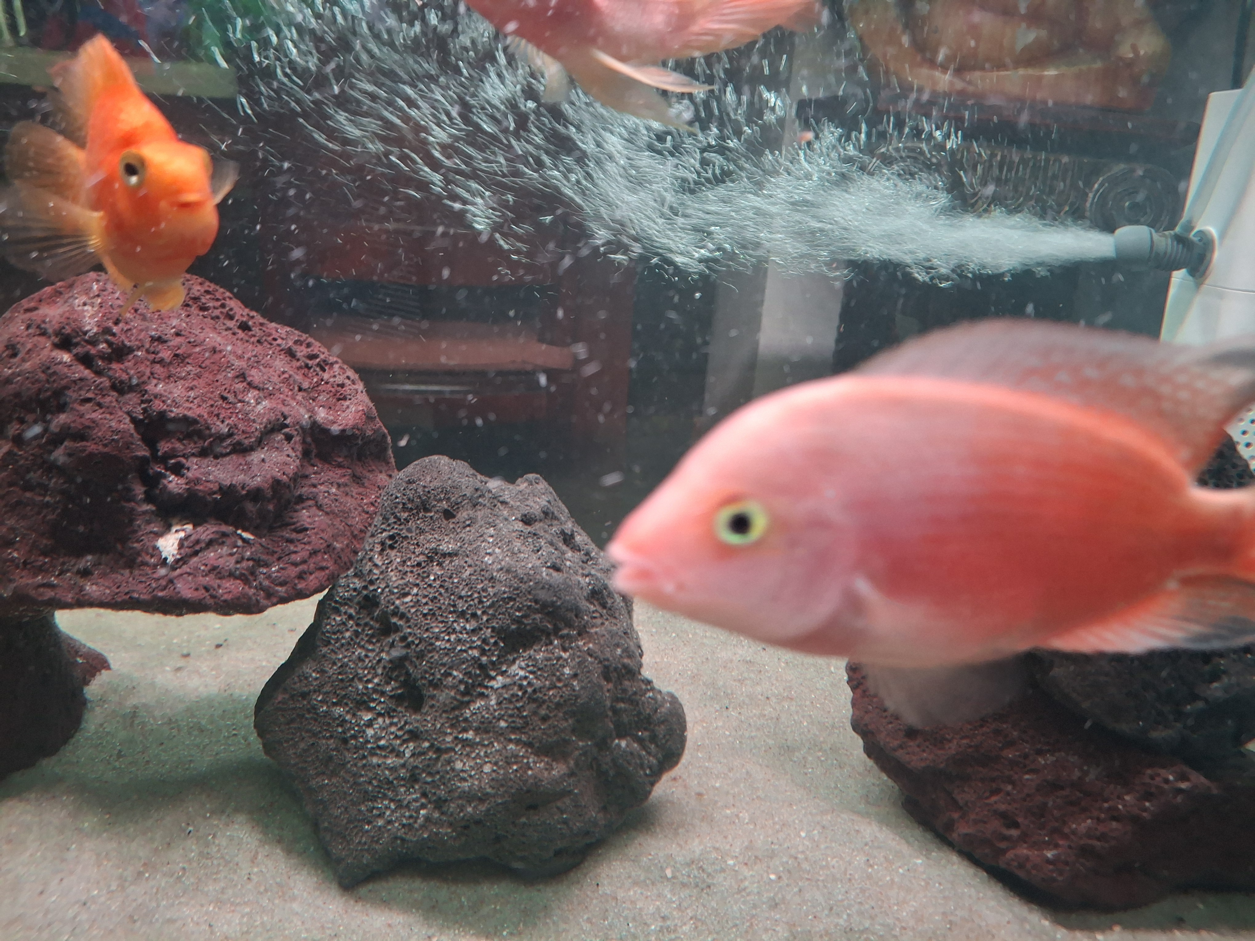 Super Red Monkey Flowerhorn photo 2