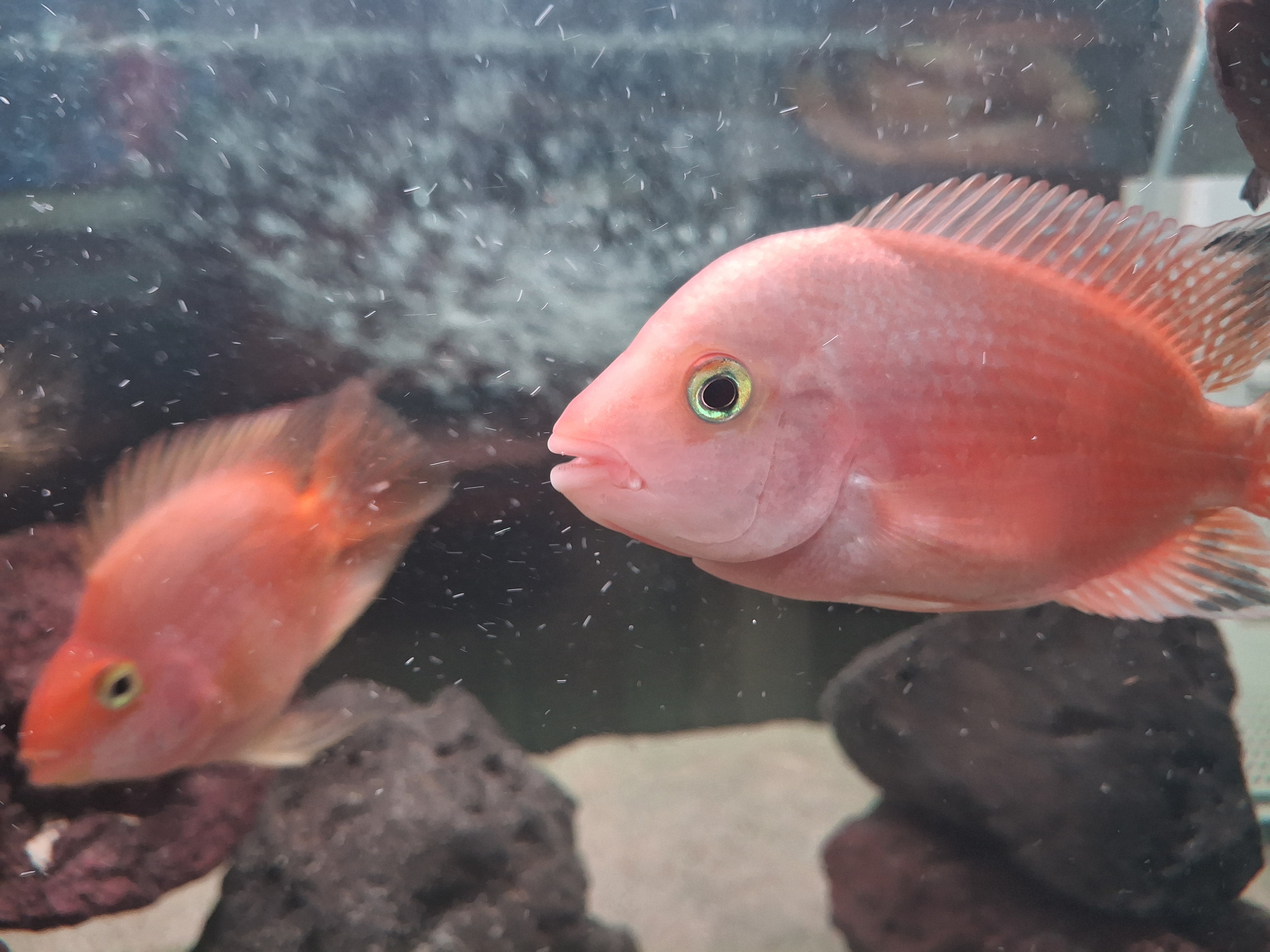 Super Red Monkey Flowerhorn