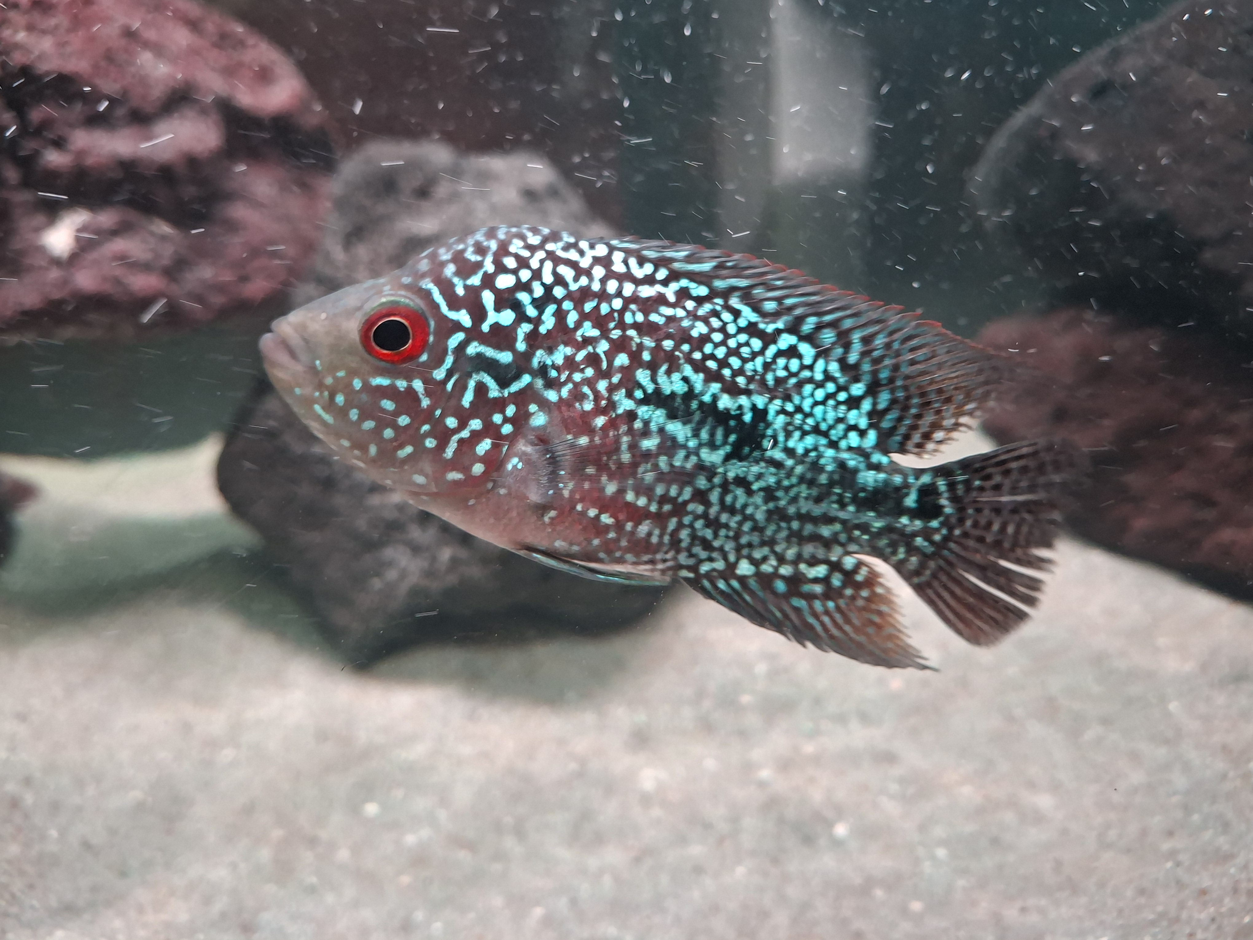 Pearl Kamfa Flowerhorn