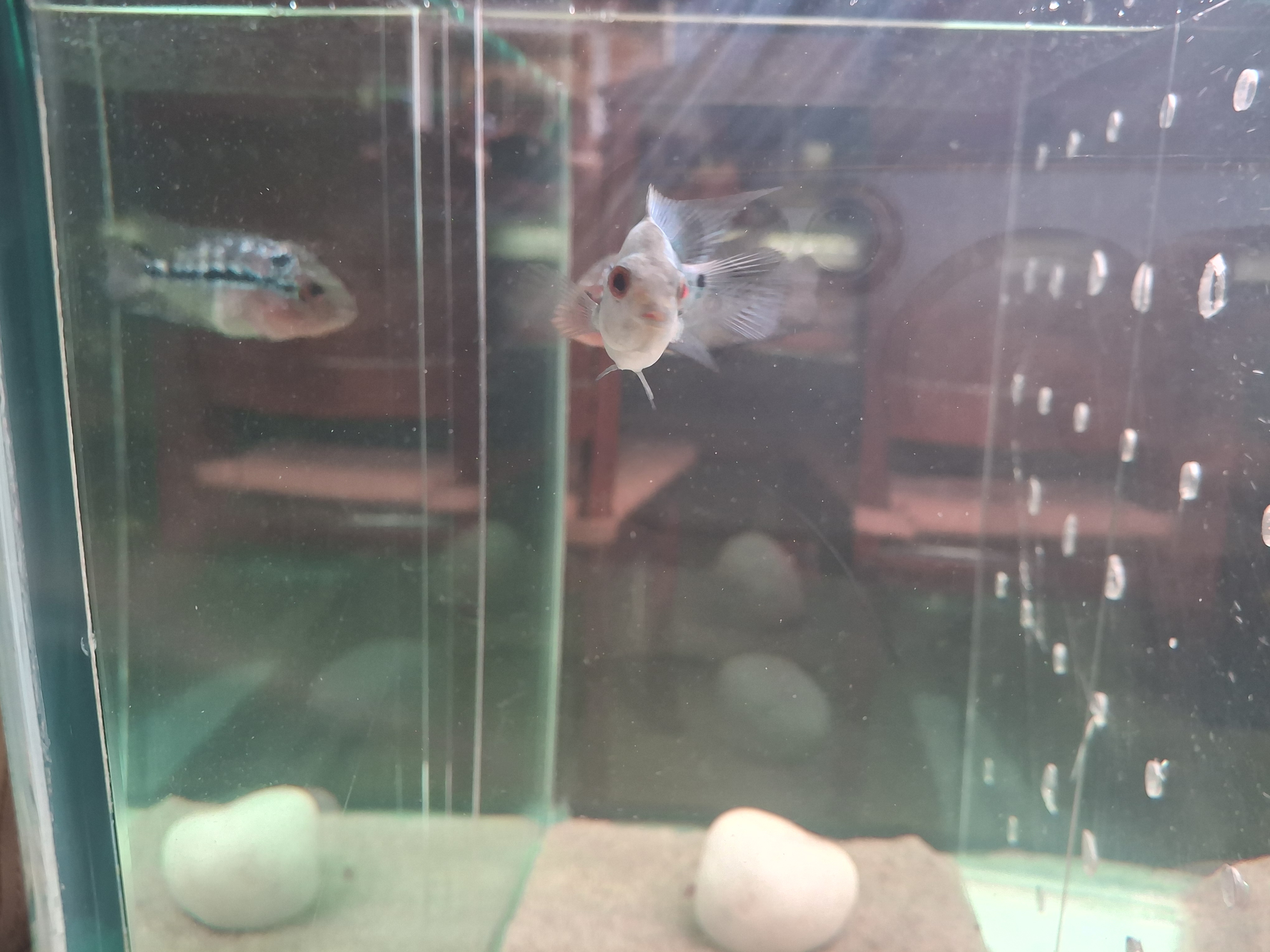 Thai silk and SRD flowerhorn photo 4
