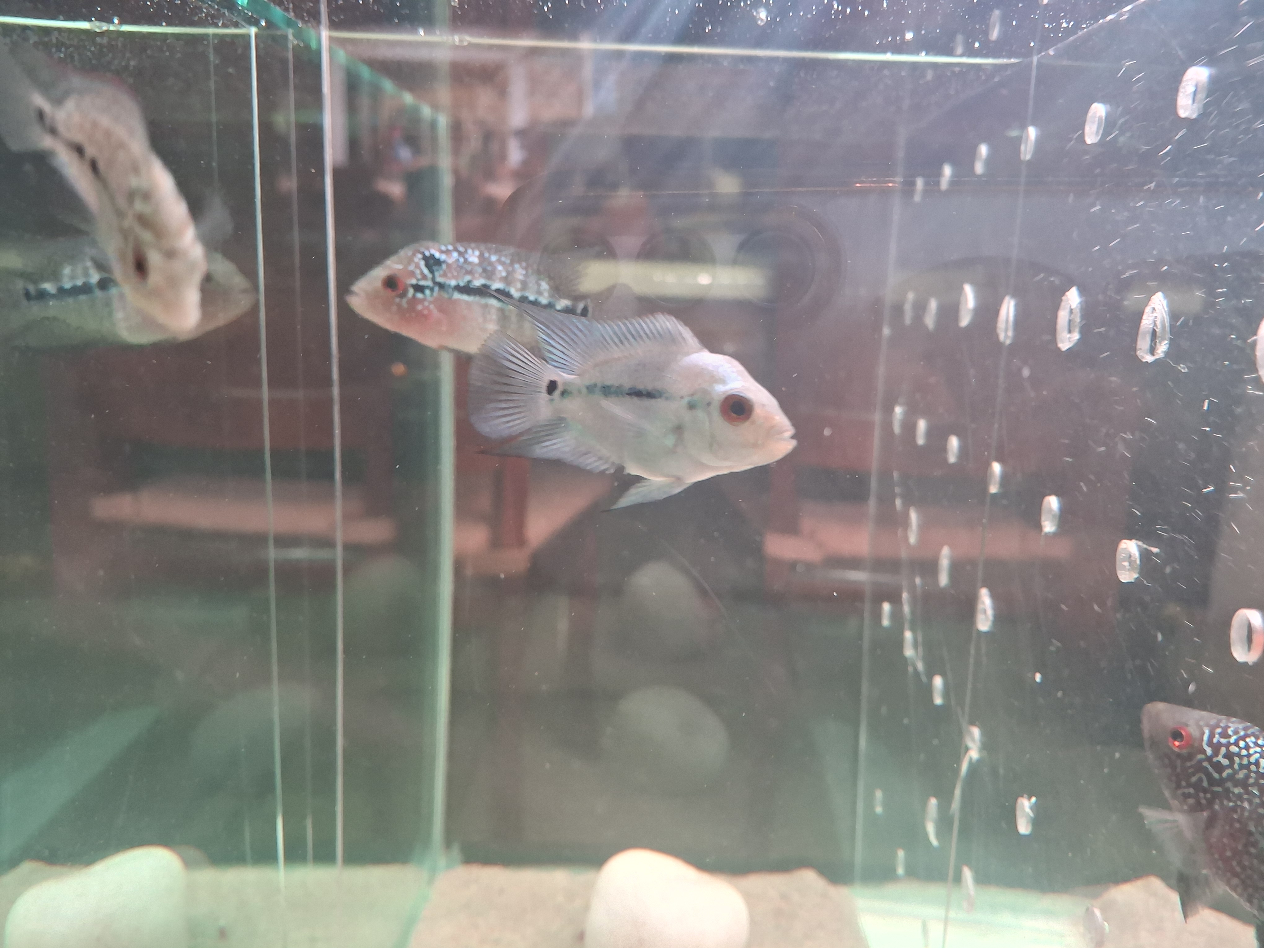 Thai silk and SRD flowerhorn photo 3