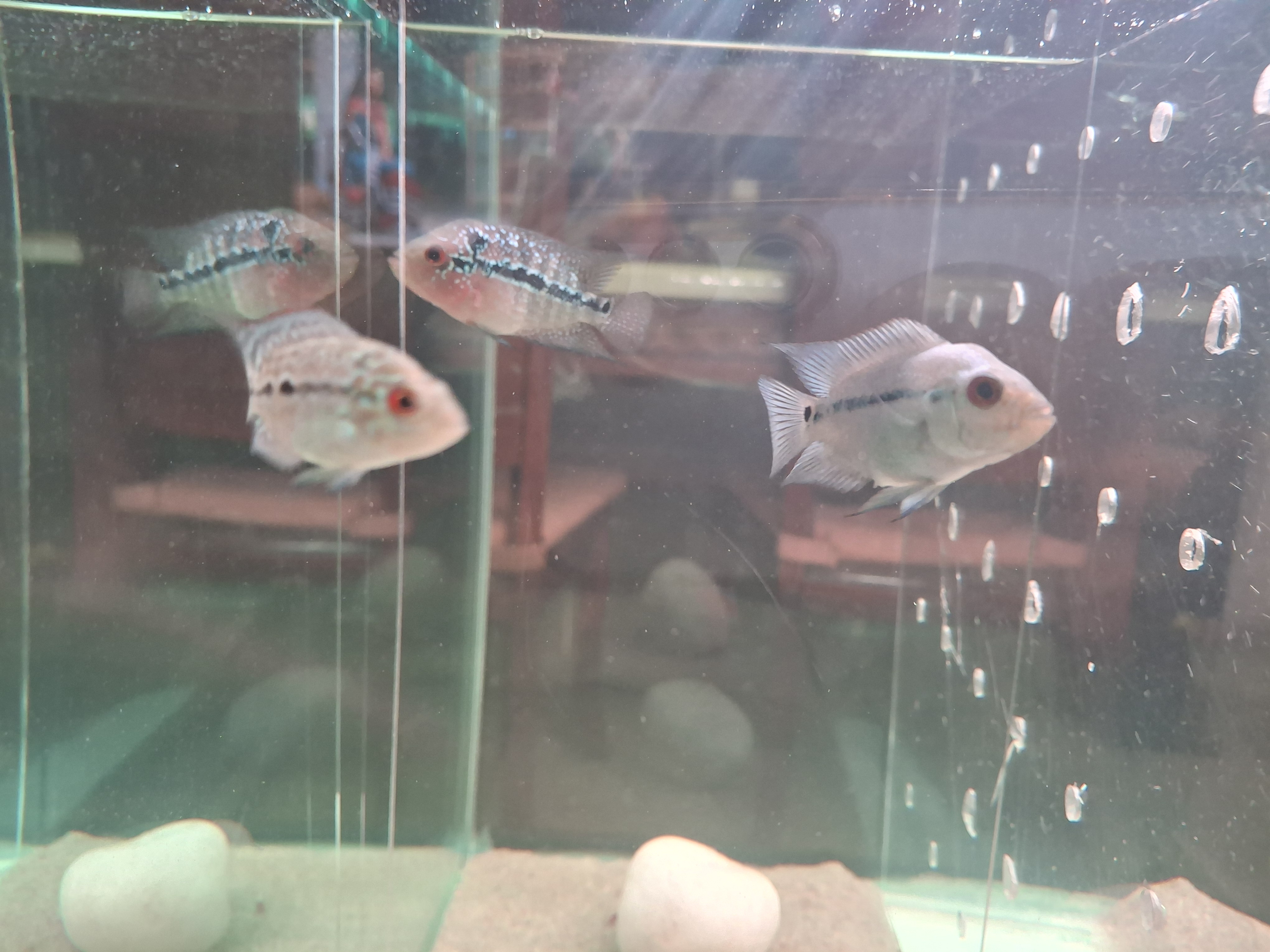 Thai silk and SRD flowerhorn