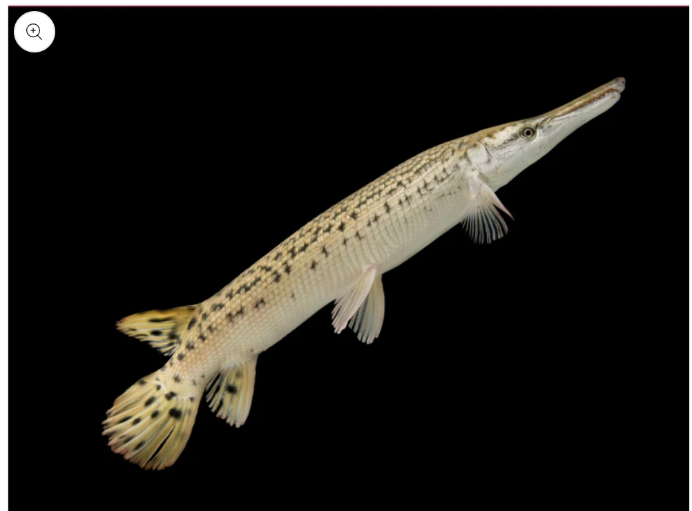 Alligator Gar