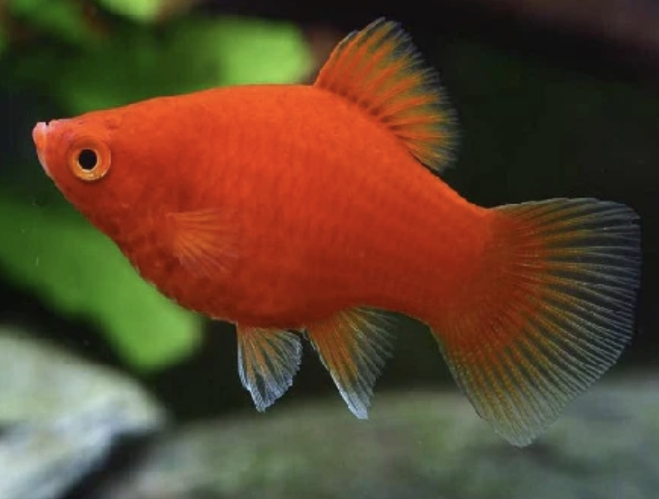 Red Platy