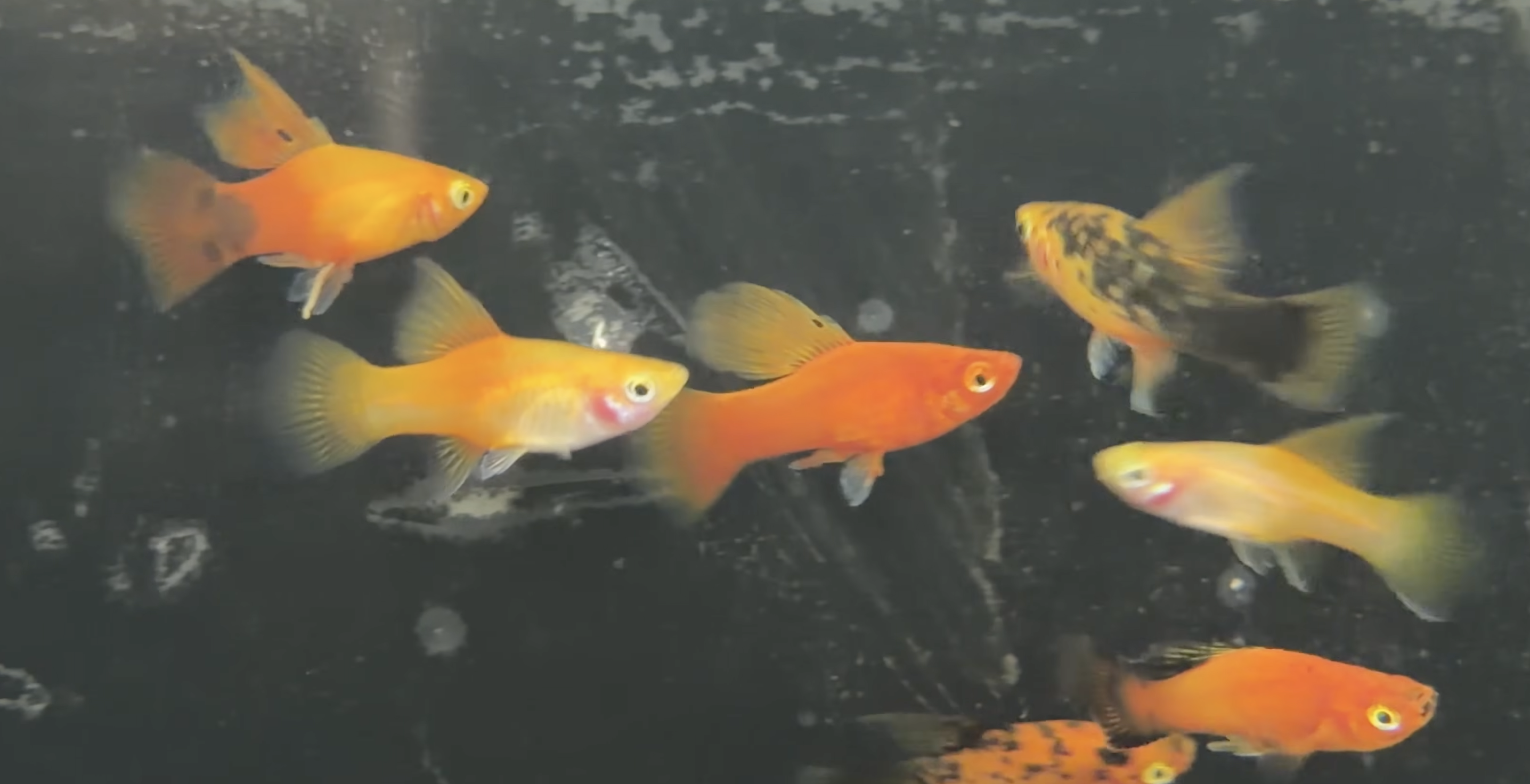 Hi Fin Platy