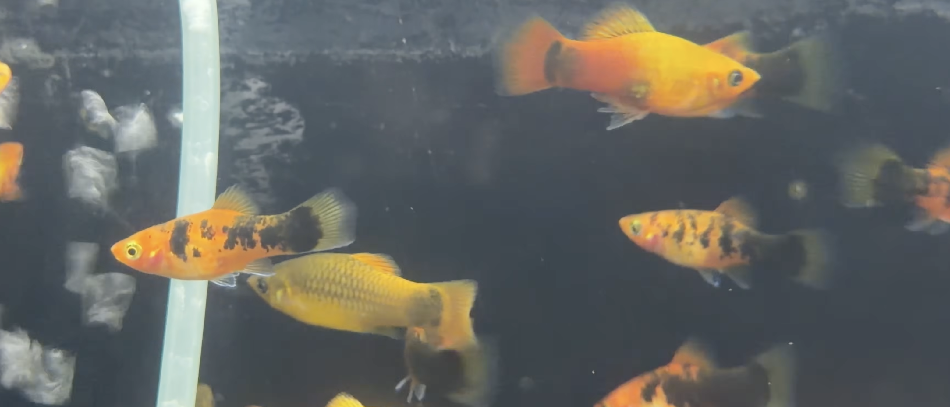 Pine Apple Platy