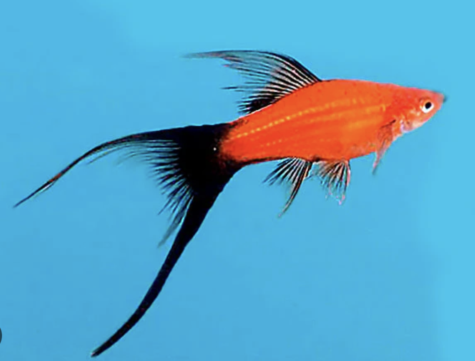 Buy Double SwordTail (Black-red) Online in Bangalore