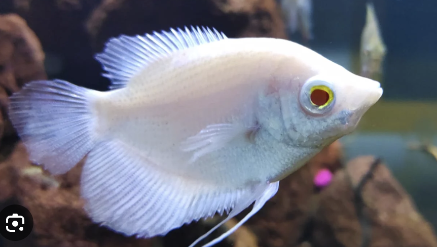 Buy Albino Giant Gurami Online in Bangalore