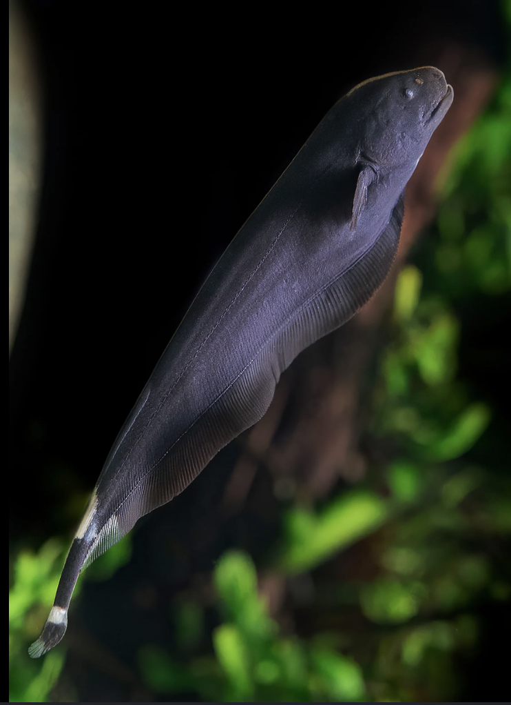knifefish