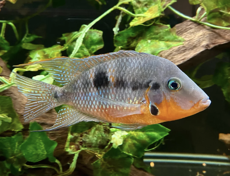 Firemouth Cichlid