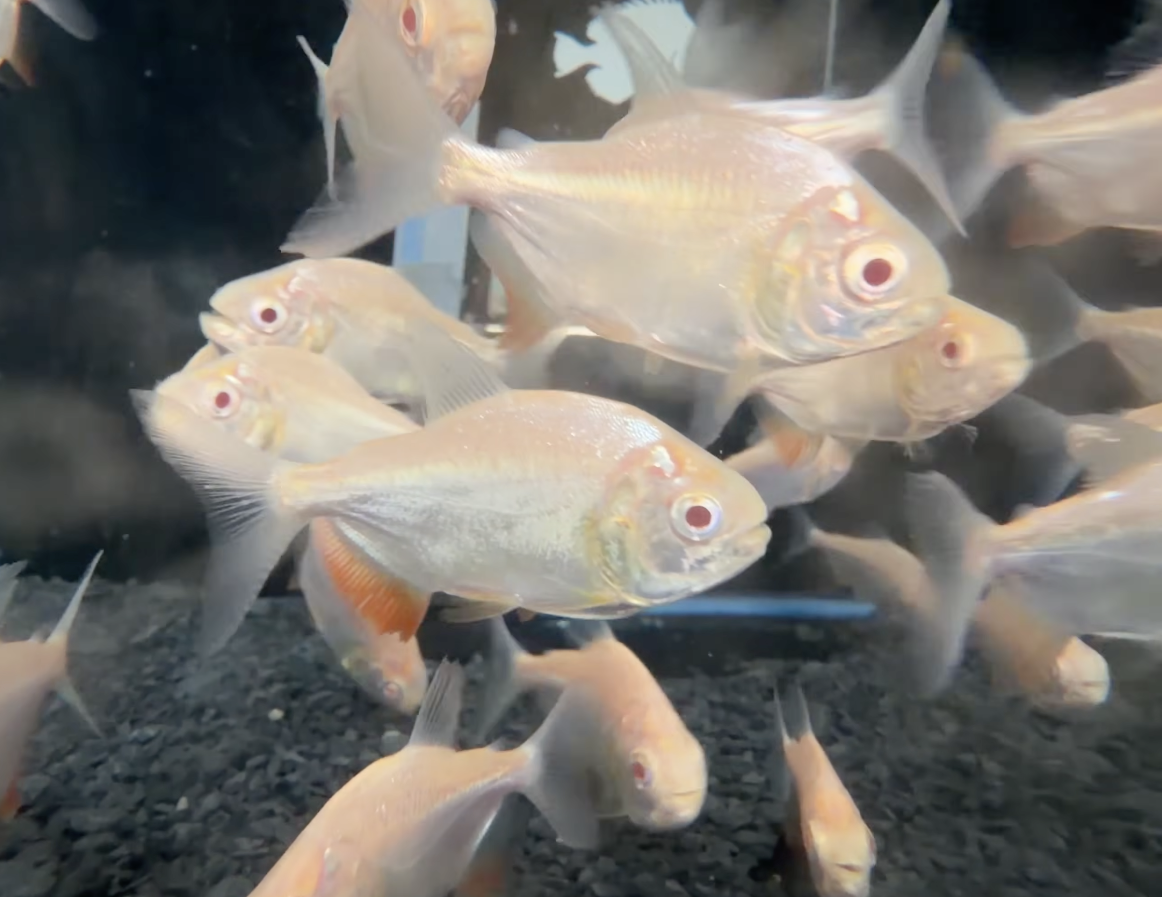 albino pacu