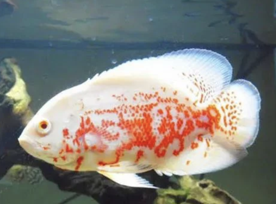 Albino oscar small