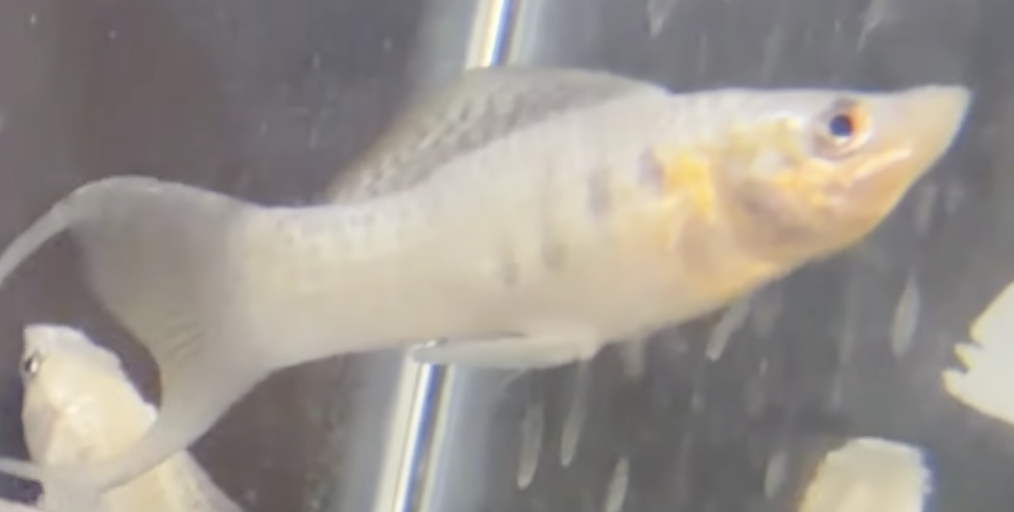 White Moon Tail Moli