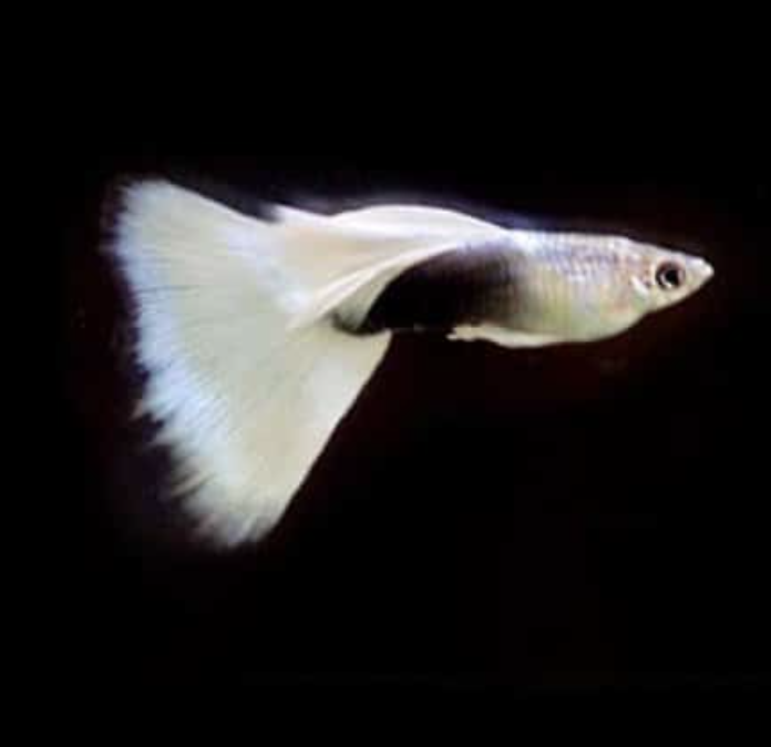 White Guppy