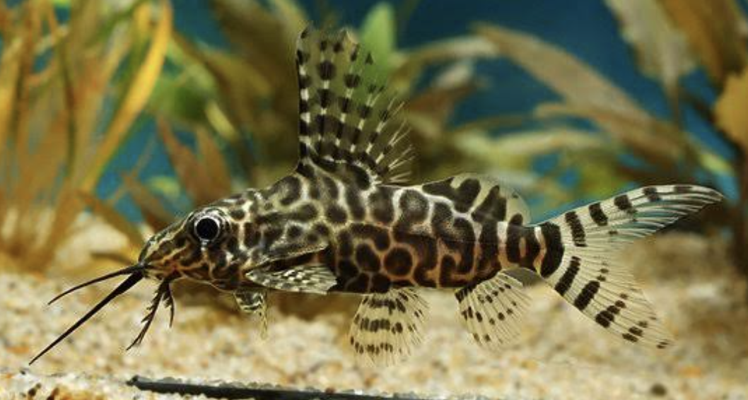 Featherfin catfish