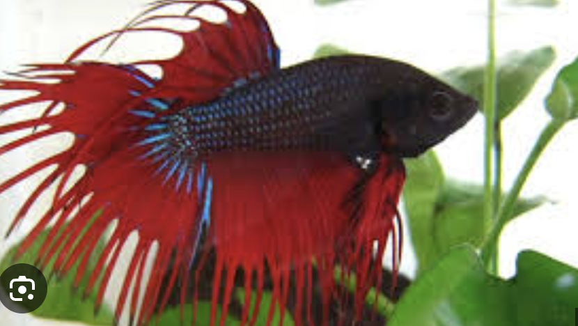 cocktail betta fish