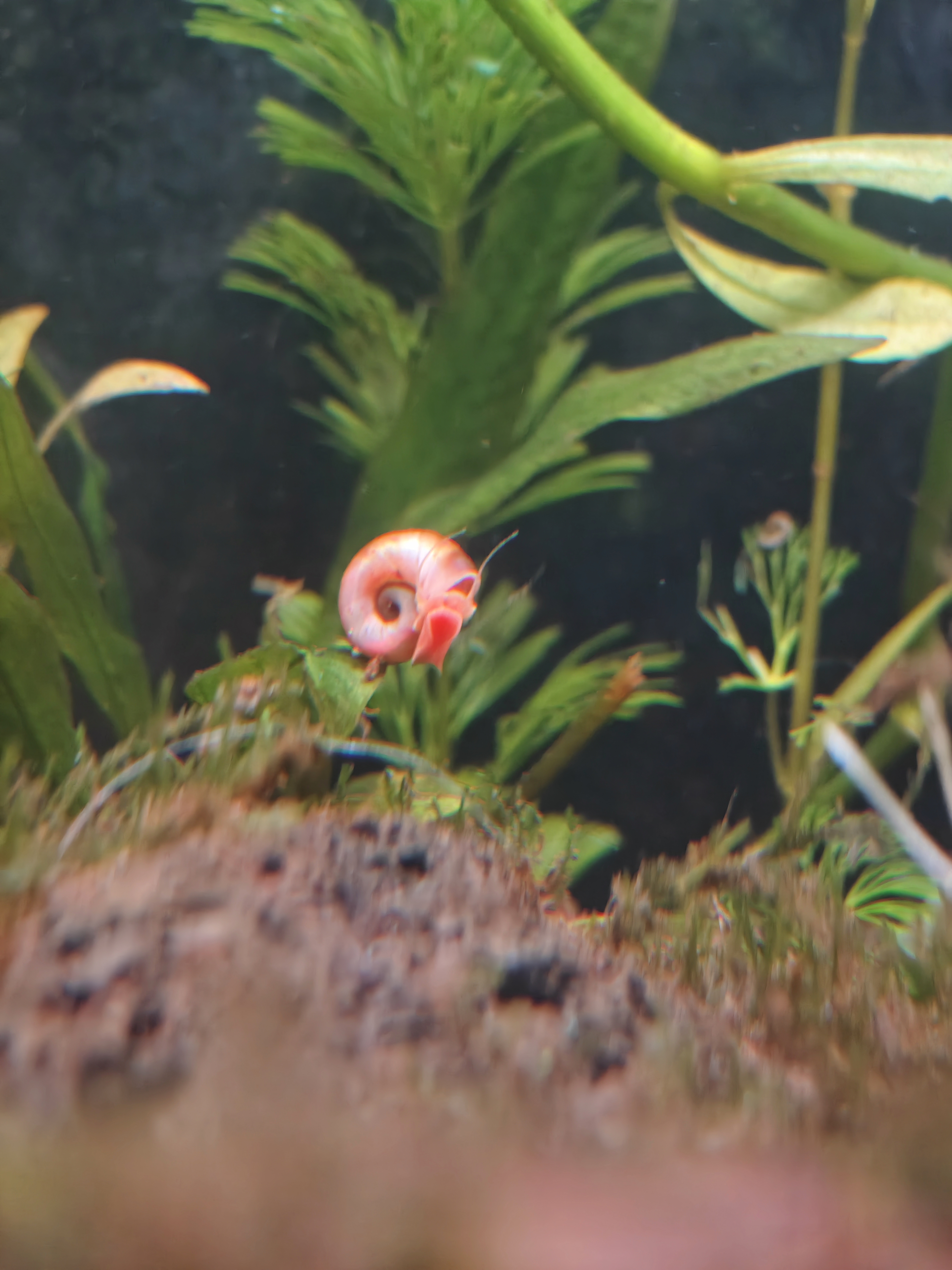 Buy Red Ramshorn Snail in Bangalore