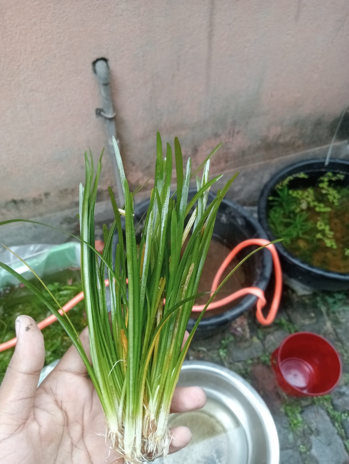 Dwarf Sagittaria