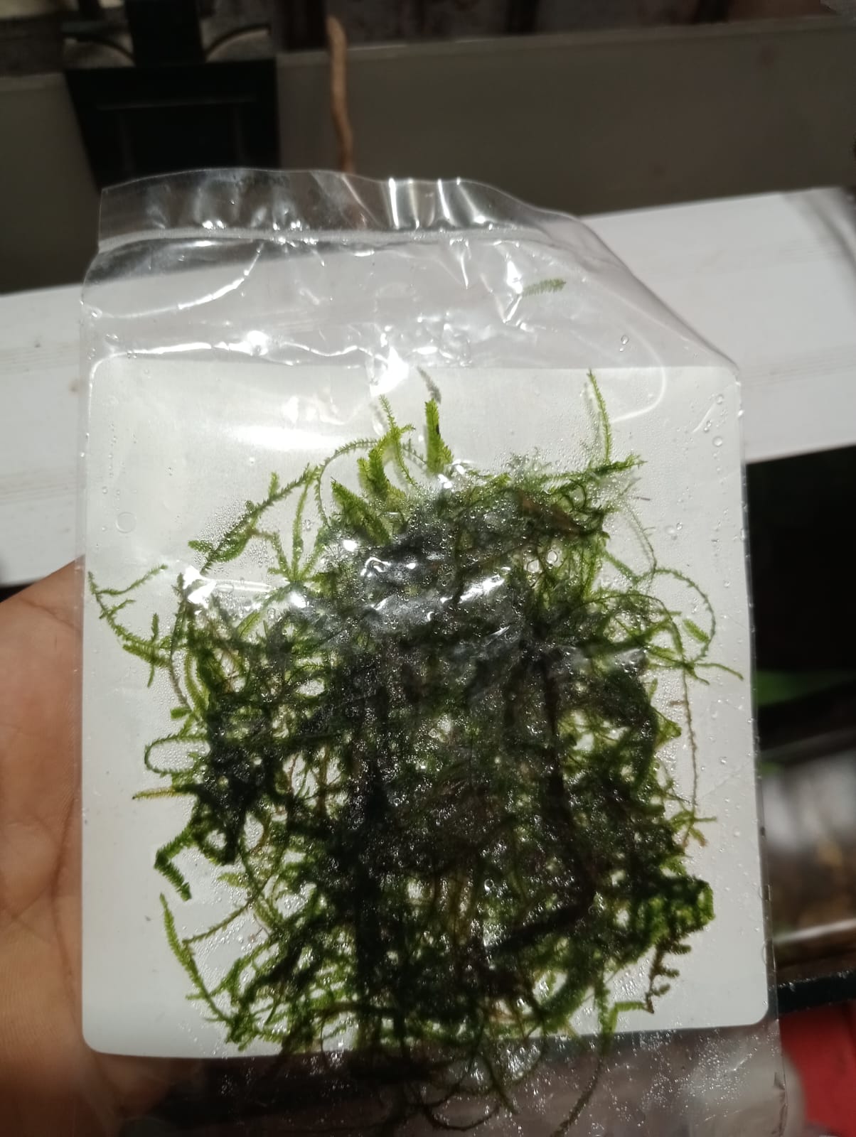 Buy Java Moss L Pack Online in Bangalore