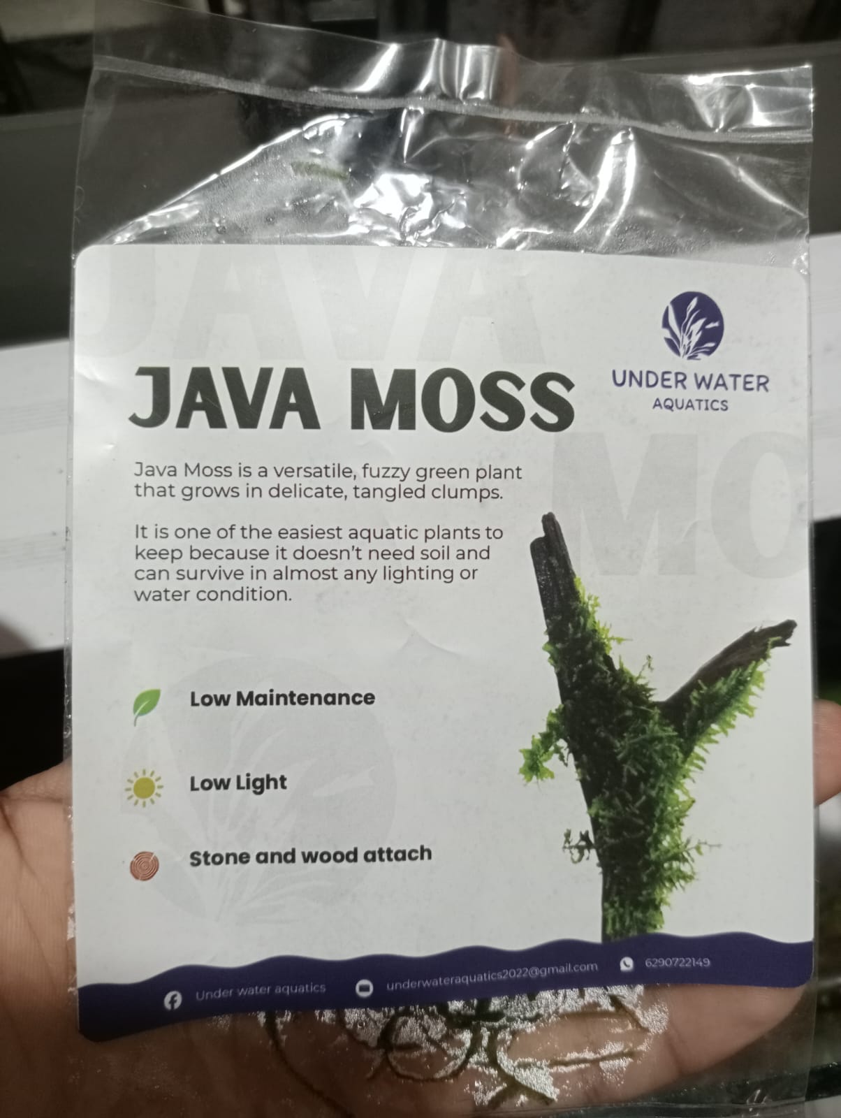 Java Moss L Pack photo 2