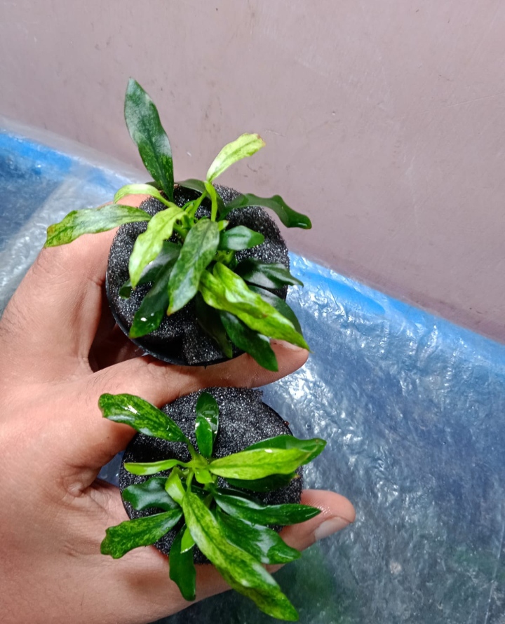 Buy Anubias Dragon Claw Online in Bangalore