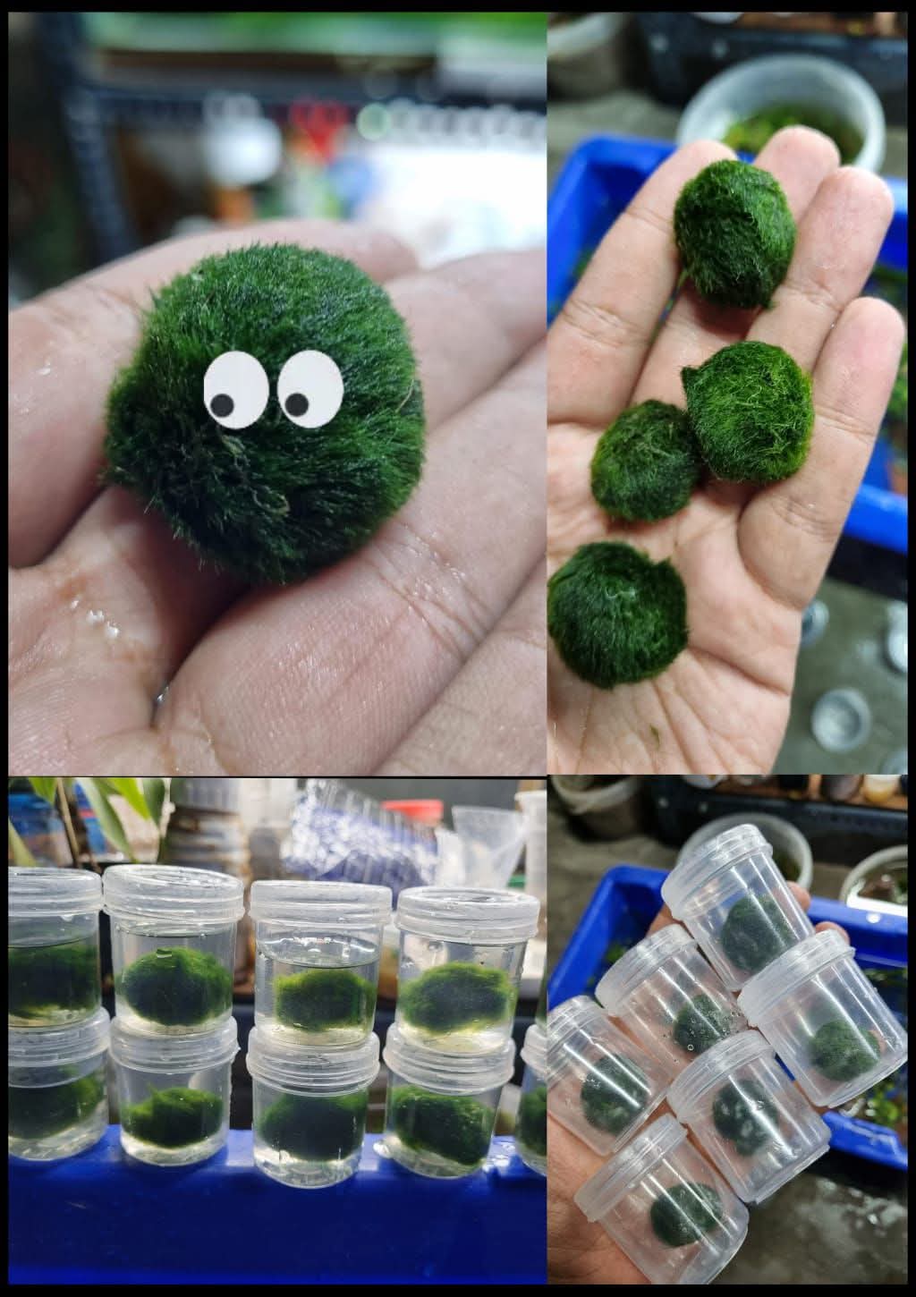 Buy Marimo Moss Ball Online in Bangalore