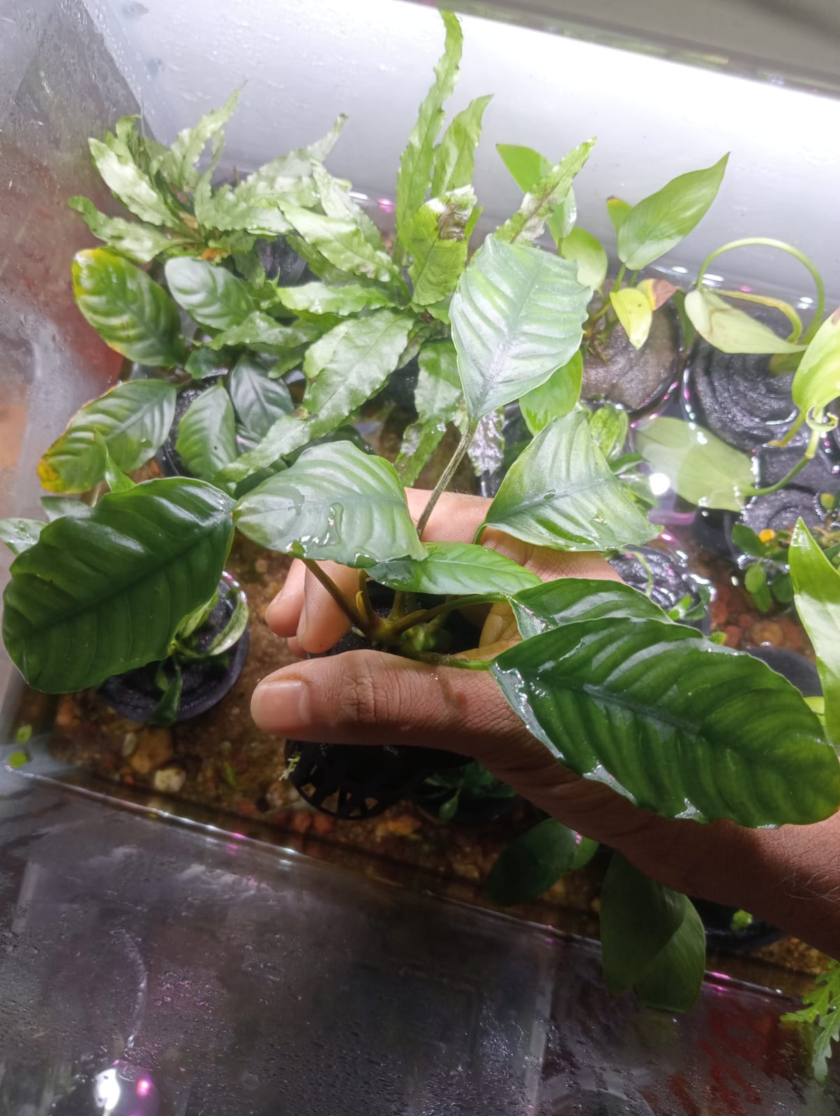 Buy Anubias coffeefolia L Size Online in Bangalore