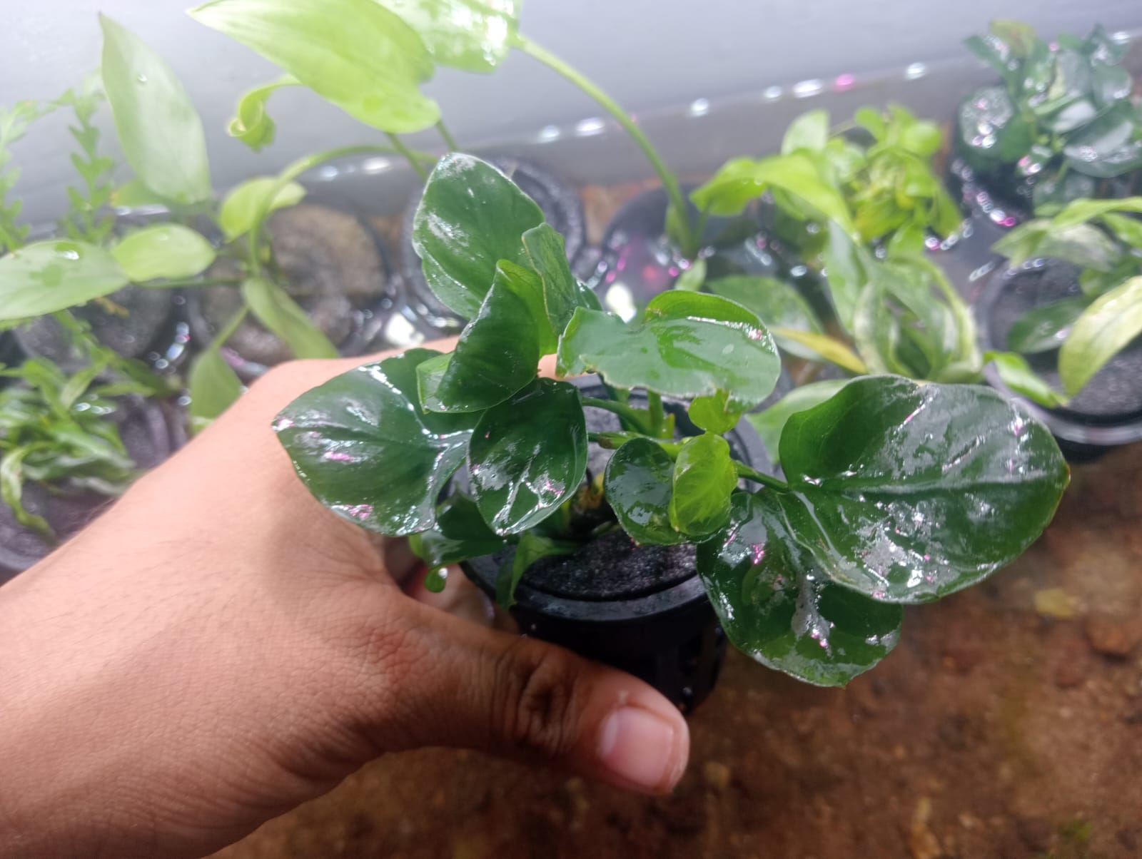 Buy Anubias Coin Leaf L Size Online in Bangalore