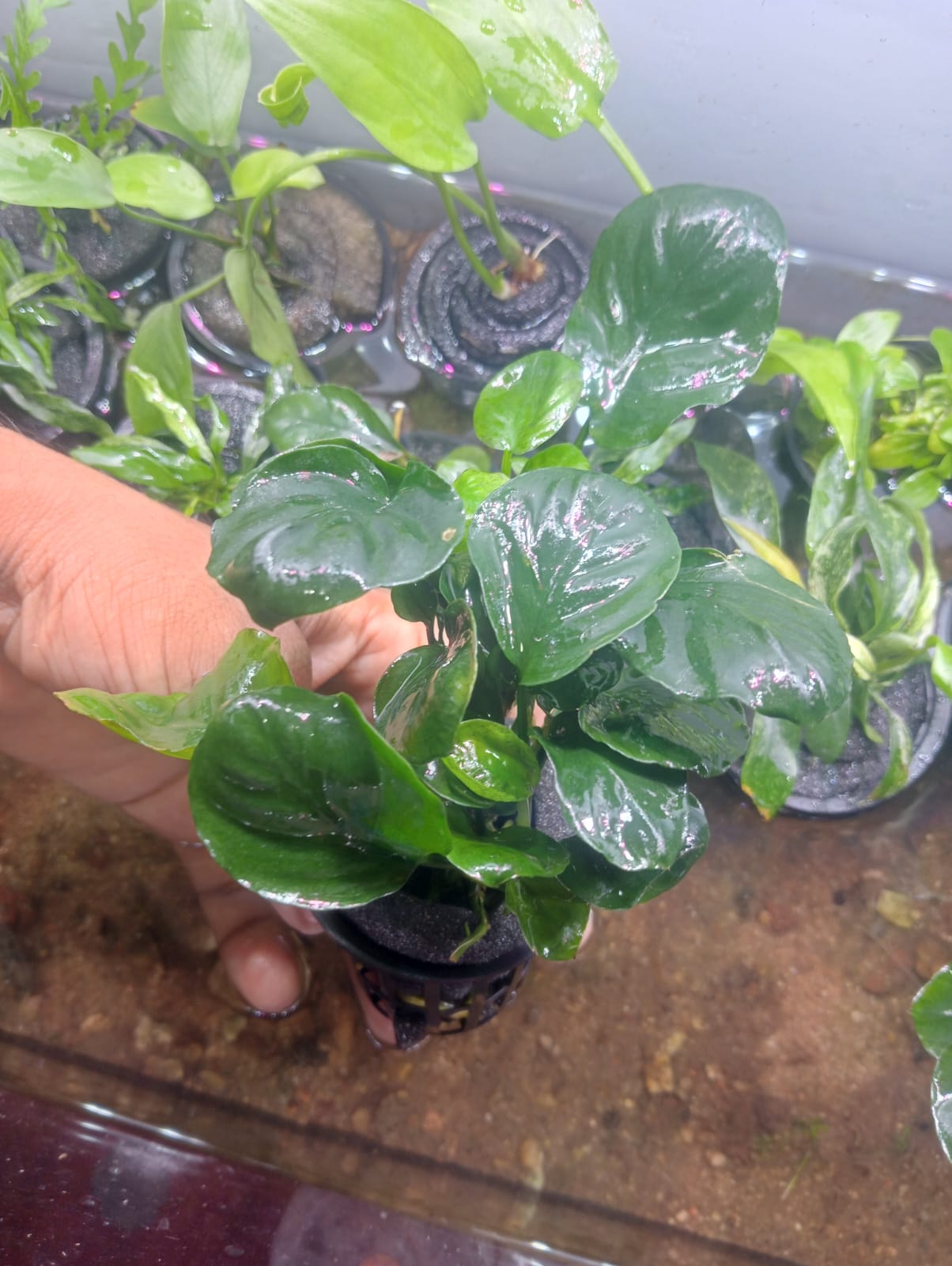 Anubias coffeefolia L Size photo 2