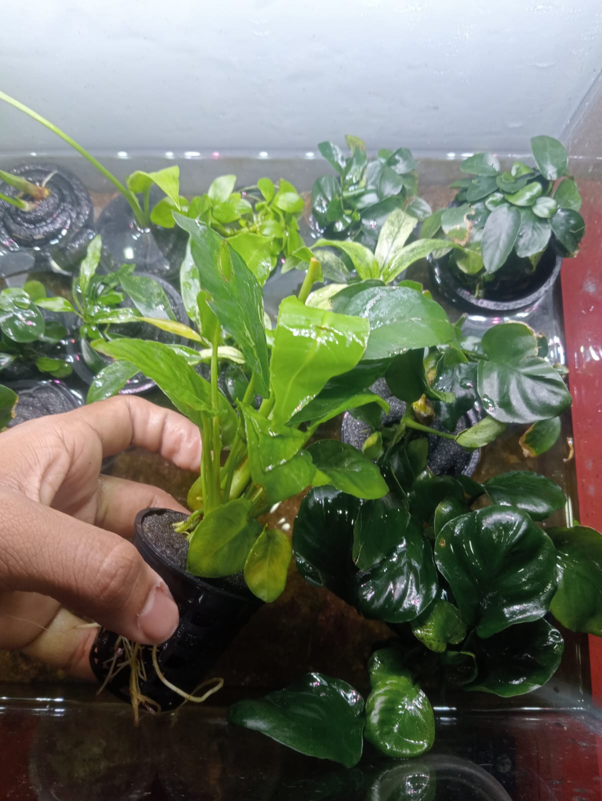 Buy Anubias Heterophylla Online in Bangalore