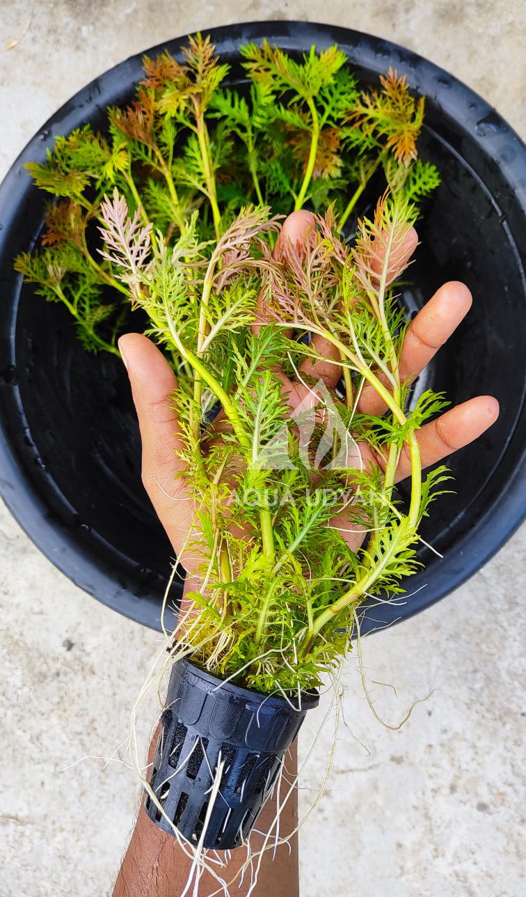 Buy Hygrophila Polysperma Rosanervig Online in Bangalore