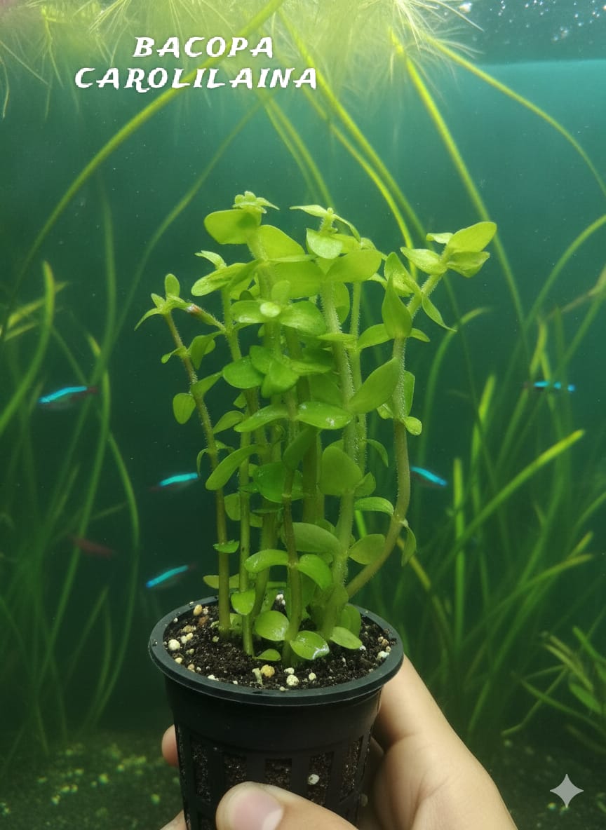 Buy Bacopa caroliniana Online in Bangalore