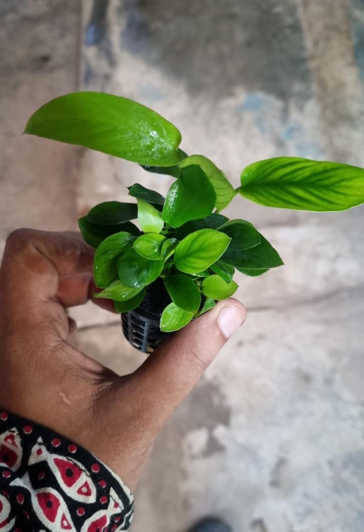 Buy Anubias Gracilis Dwarf Online in Bangalore