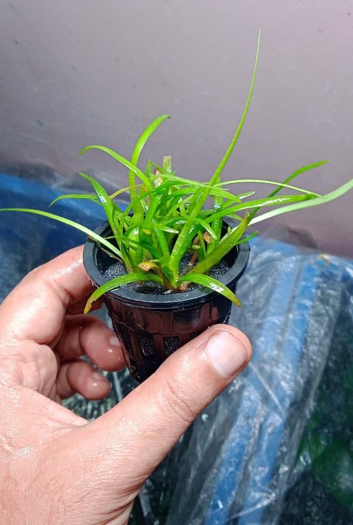 Dwarf Sagittaria photo 2