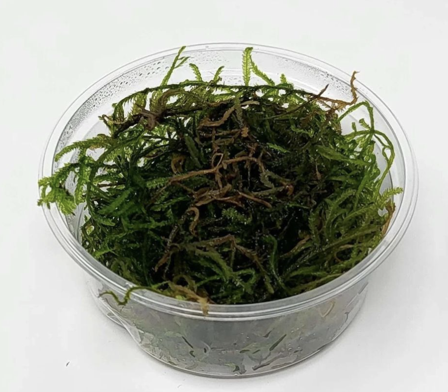 Buy Flame Moss Pouch Online in Bangalore