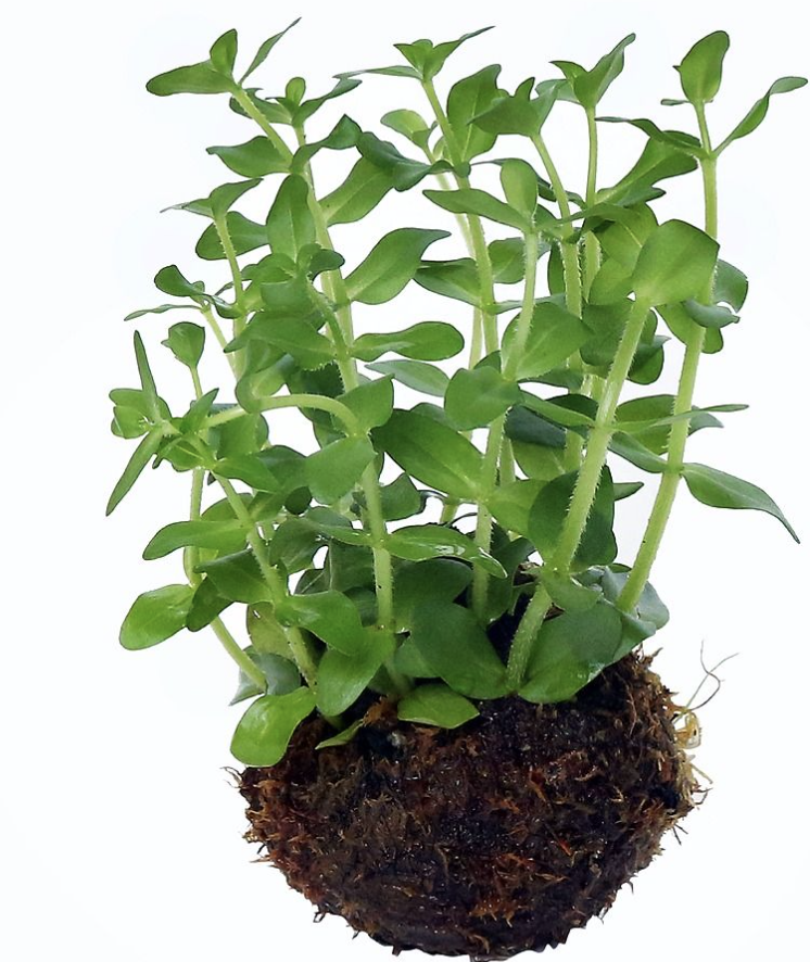 Buy Bacopa Caroliniana Online in Bangalore