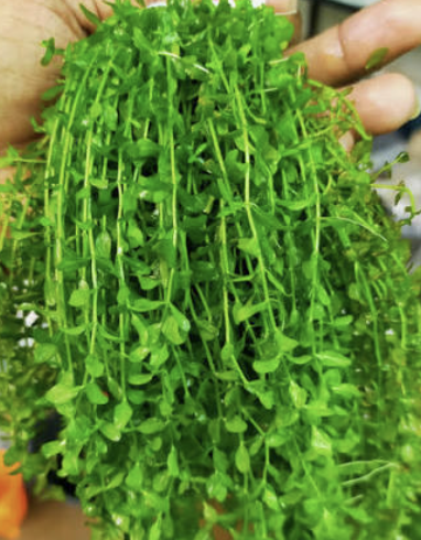 Pearlweed