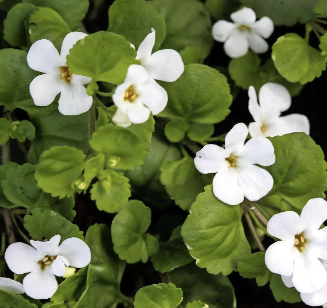 Buy Bacopa Monnieri Online in Bangalore
