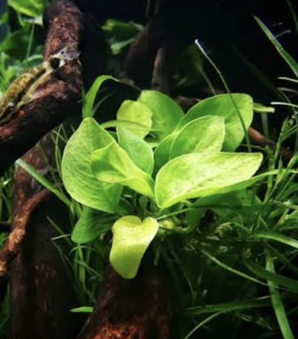 Buy Anubias Gold Online in Bangalore
