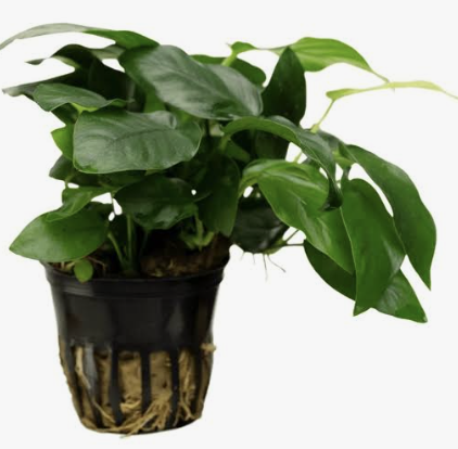 Buy Anubias Coffeifolia XL Size Online in Bangalore
