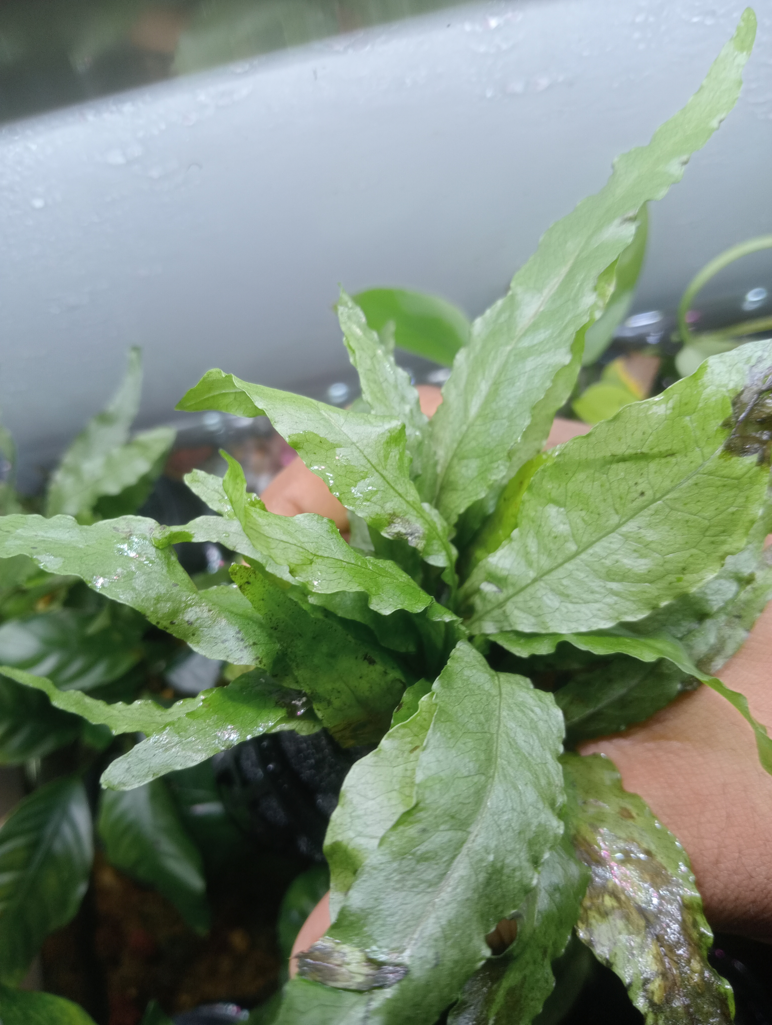 Buy Java Fern Black Pot Online in Bangalore
