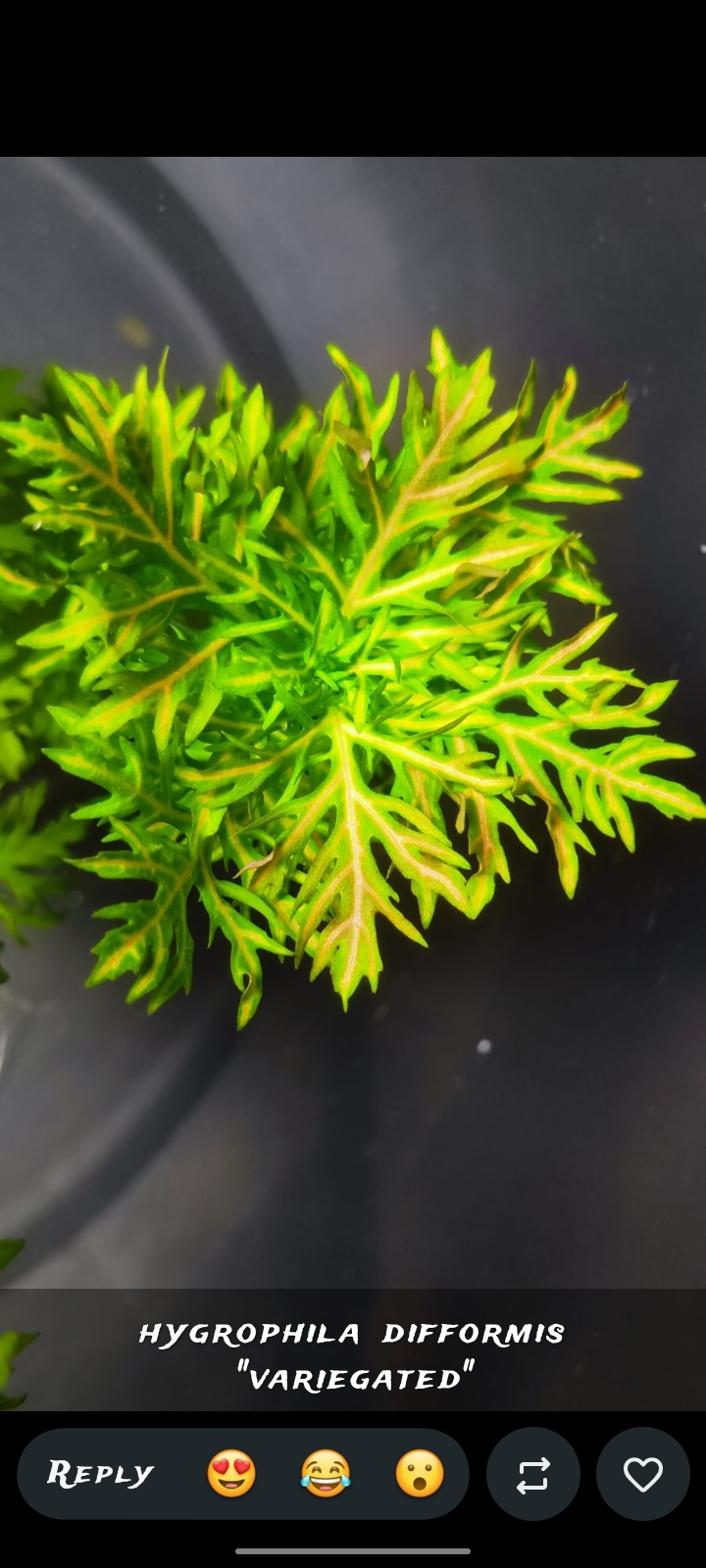 Buy Hygrophila Difformis Online in Bangalore